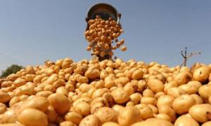 Збір картоплі – як швидко та якісно зібрати врожай Відео: Швидкий спосіб викопати картоплю
